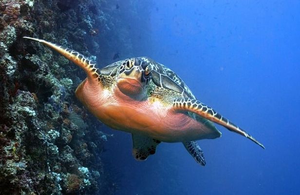 Maldives: 3 Coral Reef Marine Life Snorkeling Adventure Tour