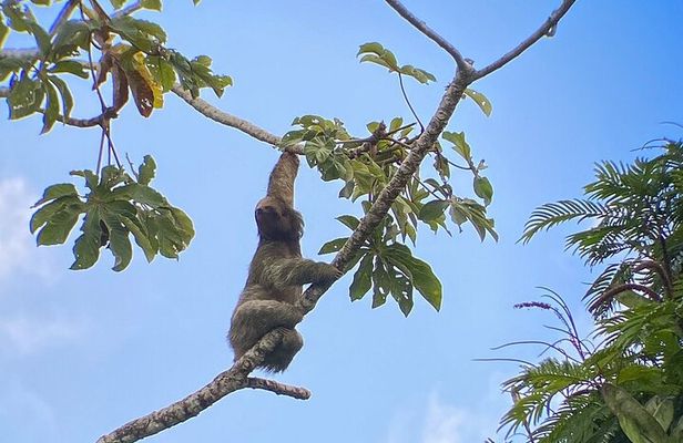 Sloth watching La Fortuna Private guide.