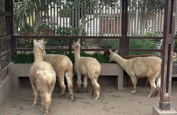Culture in Lima Huaca Pucllana and Historic Center with Catacombs