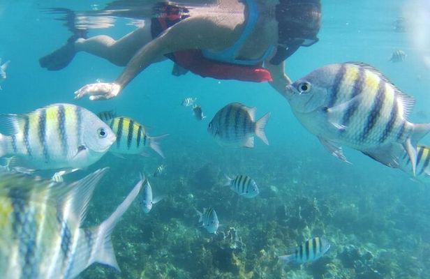 Snorkel the Reefs Adventure