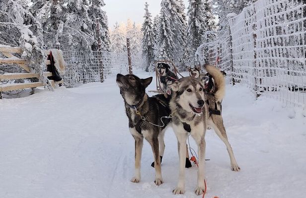 Self Drive Husky Sleigh Adventure to an Authentic Reindeer Farm