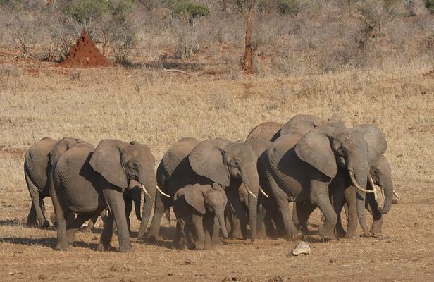 10 Day Safari plus Diani Beach