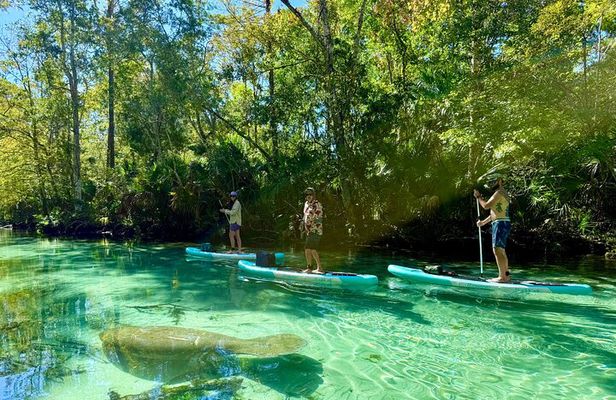 Guided Paddleboard Adventure on Weeki Wachee Springs