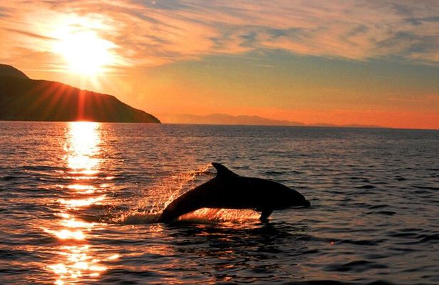 Olbia Dolphin watching and snorkeling boat tour