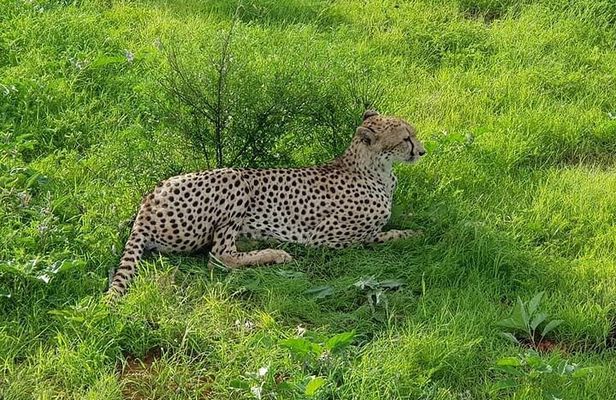 4 Days Masai Mara and lake Nakuru budget safari.