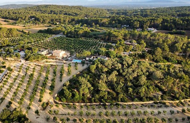 EVOO and wine tasting. Guided Tour of the Olive Tree in Mallorca