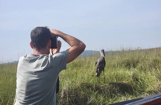Shoebill Stork Watching Tour in Mabamba Swamp – Uganda Birding 