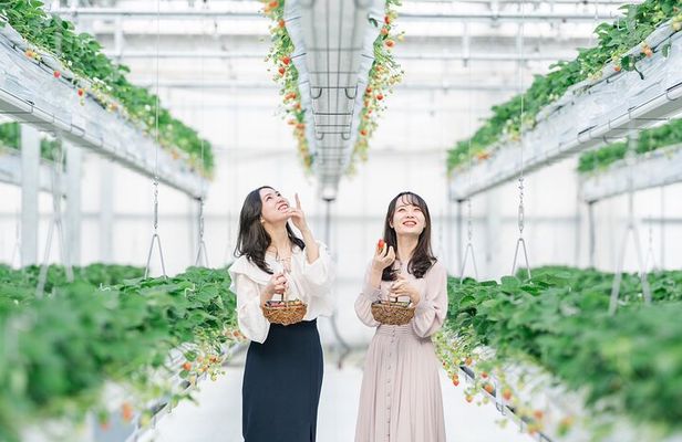 YokaBus Fukuoka Uminonakamichi, Strawberry Farm and Chinkokuji