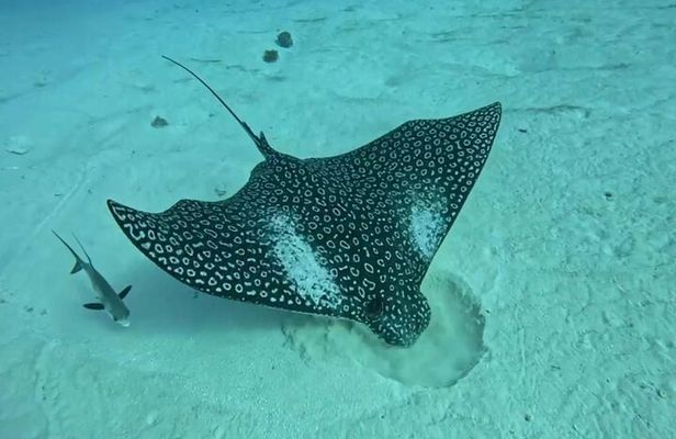 Cozumel’s Reef Jewels Tour