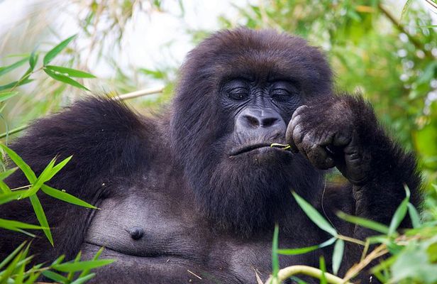 One Day Gorilla Trekking in Volcanoes