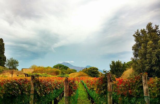 Pompeii,Herculaneum, Vesuvius Wine Tasting and Lunch from Salerno