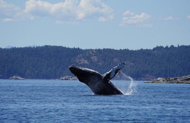 Ultimate Coastal Wildlife Tour