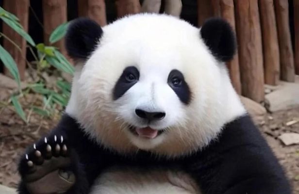 Chengdu Layover Private Panda Tour with Airport Transfer