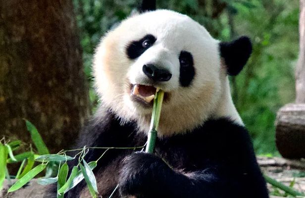 Private Chengdu Layover Pandas and City Walk