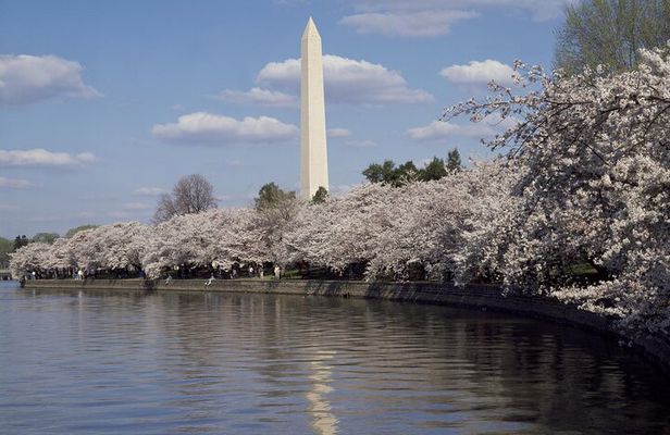 DC Cherry Blossoms Insiders Tour