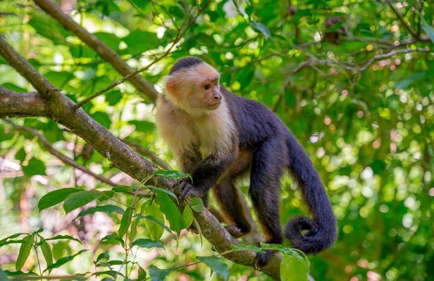 Roatan Private Tour Wildlife Snorkeling and Beach Cruise