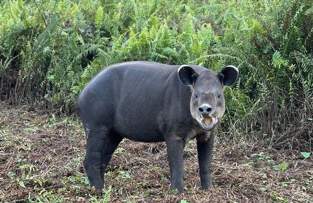 Tapir Valley Nature Reserve Experience Bijagua