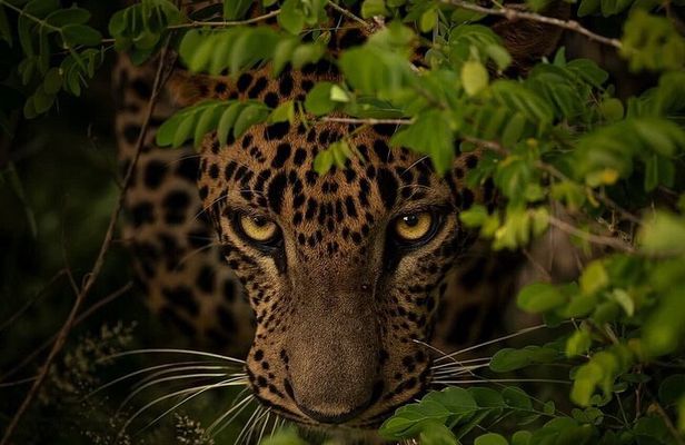 Special Leopard Safari Tour Yala National Park
