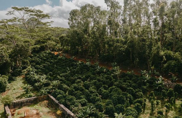 Chamarel 7 Colored Earth Geopark and Coffee Tour Experience