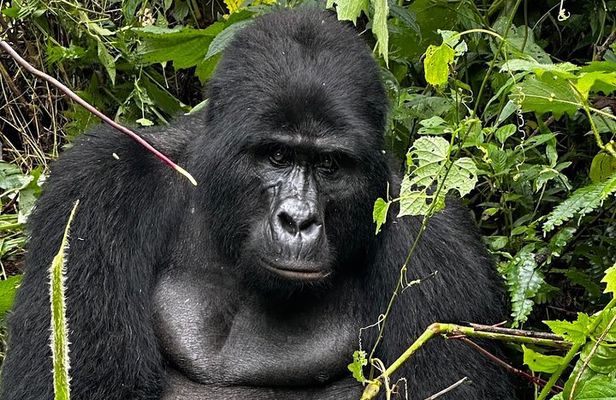 3 days Gorilla Trekking Safari tour in Uganda 