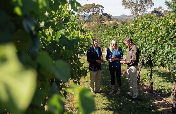 Immerse with Swinging Bridge Tour