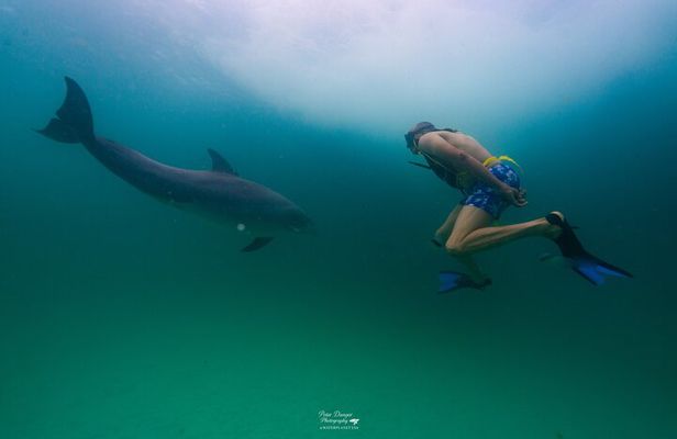 Swim With Dolphins and Shell Island Snorkeling Adventure