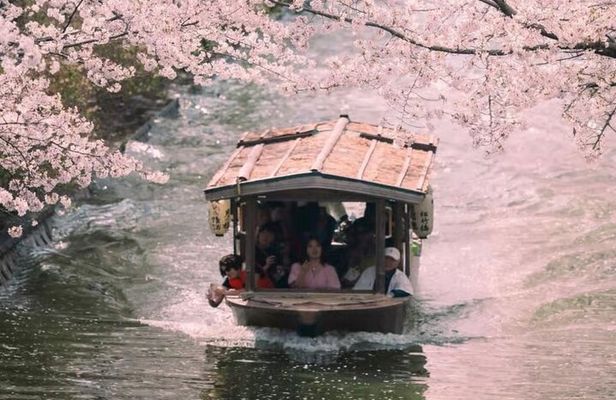 Kyoto Cherry Blossom Private Tour Boat Ride Experience