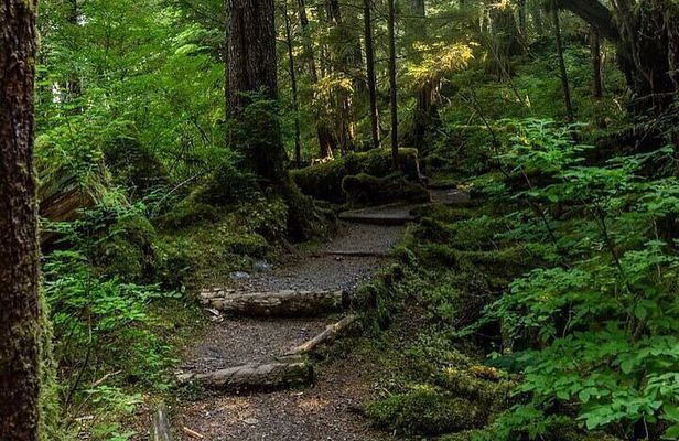 3 Hour Small Group Rainforest Eco Tour