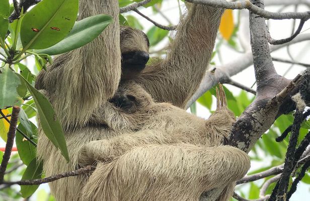 ATVS, Sloths and Monkeys, Beach Break Private Tour