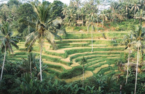 Private Ubud Day Tour: Monkey Forest, Rice Terrace & Holy Spring