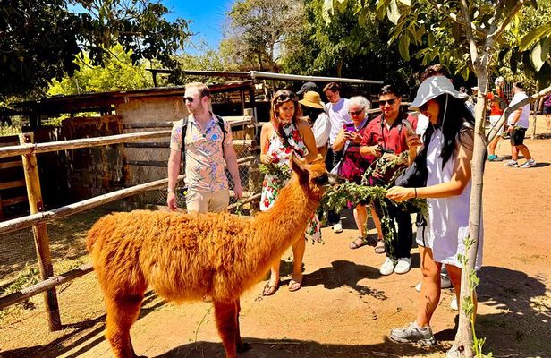 Organic Vineyard, Wine, Pisco, Cheese and Flame Farm Tour