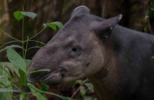 Uvita Siren Ranger Station Private Day Tour