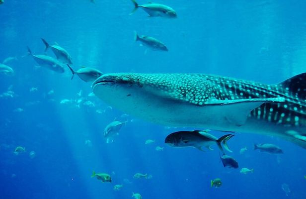Mafia Island Whale Shark Day Trip from Zanzibar Return Flights