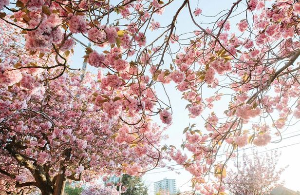 Cherry Blossom and Gardens E-Bike Tour