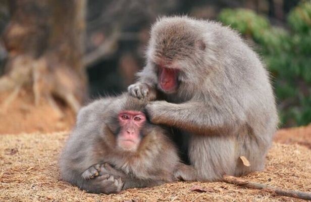 Kyoto: Arashiyama Unveiled – Bamboo, Temple, Matcha, Monkeys