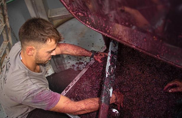Wine Tasting at Douloufakis Winery’s Vineyards in Crete