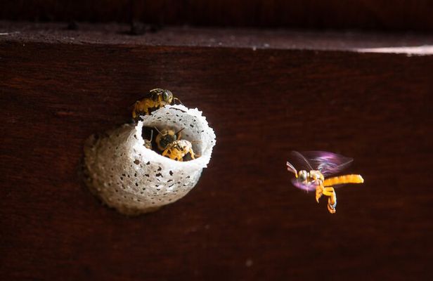 Pollinator Eco Tour in La Fortuna Bees 