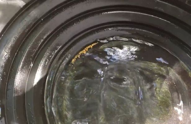 Golden Heart Tour gold panning, Arctic Animals Local Treasures