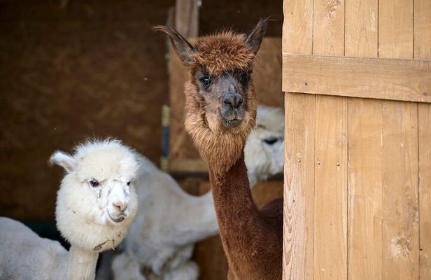 Trakai and Alpaca Family Park Private Tour