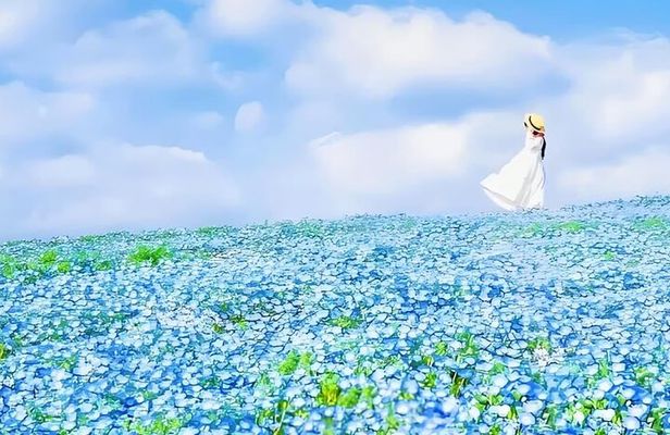 From Tokyo Adachi Night Wisteria & Ibaraki Pink Flowers Day Tour