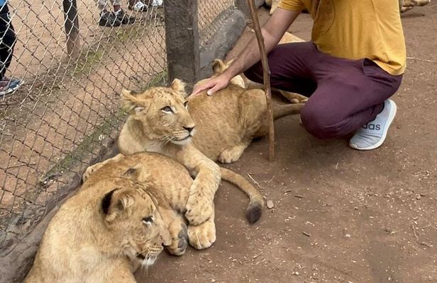 Private Harare Wildlife Tour: Lion Park, Bird park & Snake Park