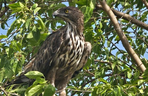 Wilderness Safari with Susa udawalawe