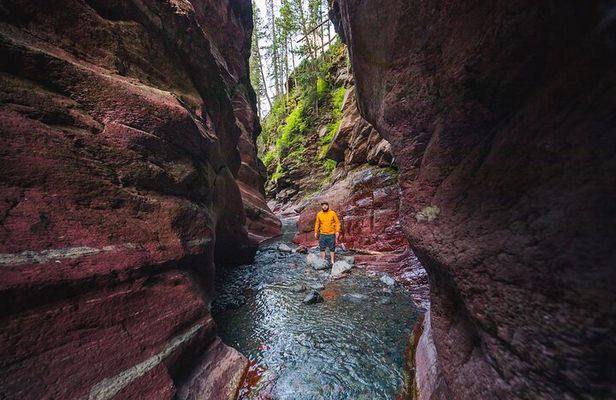 Waterton National Park and Bison Safari Tour
