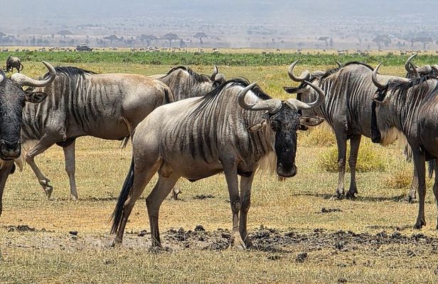 6 Days Kenya Budget Safari Masai Mara Lake Nakuru and Amboseli