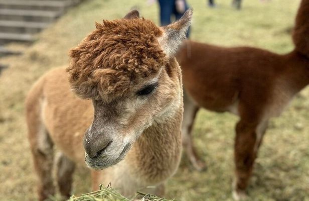 Smooth Alpaca Palooza in Colorado