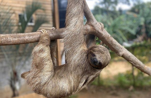 Sloth and Monkey Sanctuary and Beach Break
