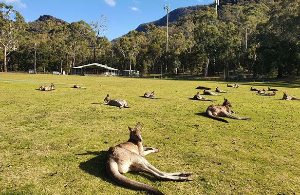 Nature Wildlife Grampians Hiking Day Tour