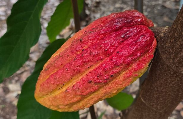 Hawaiian Farms and Island Tastings
