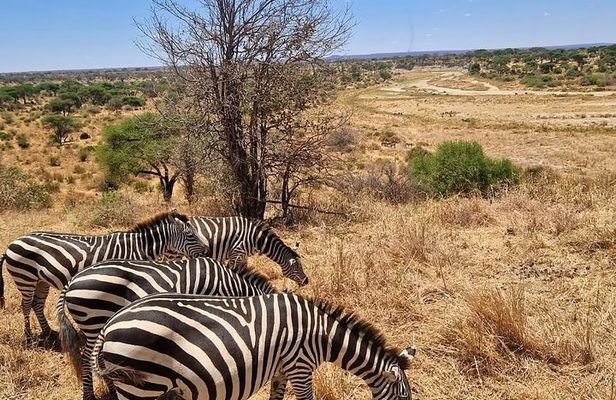 One Day Tour at Tarangire National Park