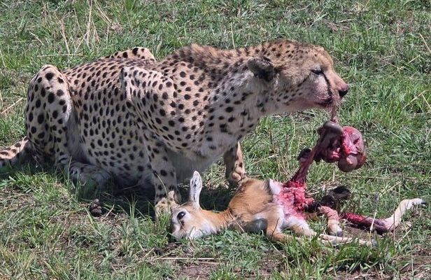 3 Days Maasai Mara Shared Tour with Private Accommodation